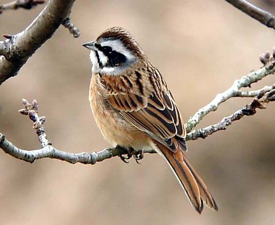 @ zIW@ @s@w@ 2006/01/19 Photo by Takayama