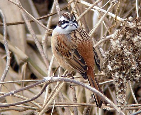 A zIW@ @s@w@ 2006/01/19 Photo by Takayama