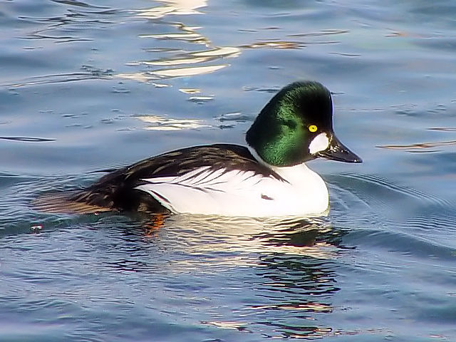 @ zIWK @@΁@ԑ@kC@ 2008/02/06@Photo by Kohyuh