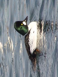 《ホオジロガモ》 写真はクリックで拡大する