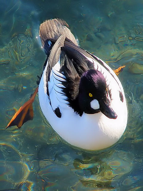 A zIWK @@΁@ԑ@kC@ 2008/02/06@Photo by Kohyuh