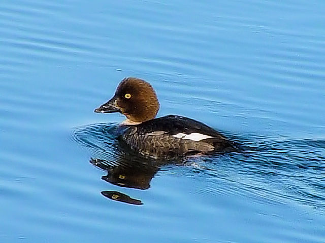 B zIWK @@݌΁@H@kC@2008/02/02@Photo by Kohyuh