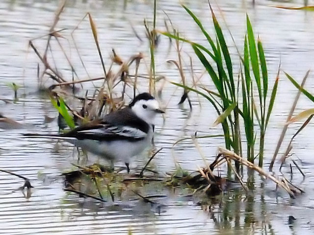 @ zIWnNZLC@@~H@Ί_@ꌧ@2011/01/24@Photo by Kohyuh