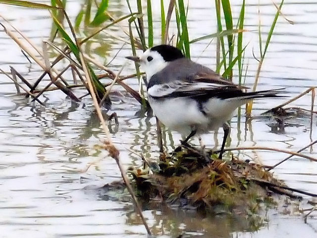 A zIWnNZLC@@~H@Ί_@ꌧ@2011/01/24@Photo by Kohyuh