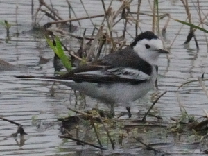 ホオジロハクセキレイ