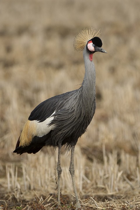 @ zIWJd@@ꌧ@ 2009/02/11@Photo by Mitchao