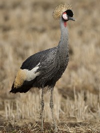 szIWJdt@ʐ^̓NbNŊg傷