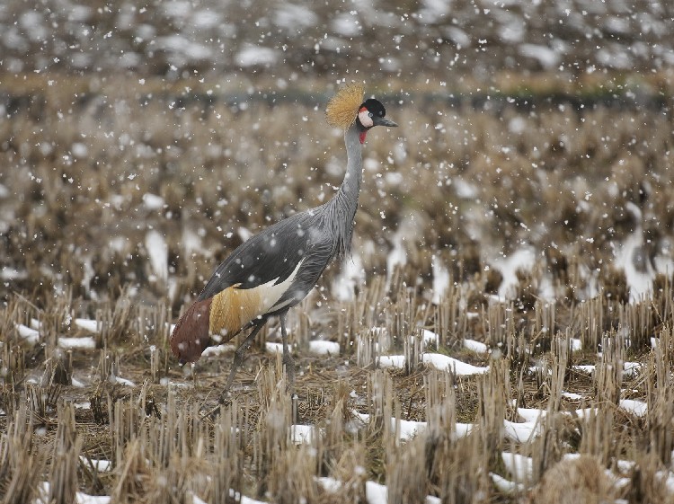 A zIWJd@@ꌧ@ 2009/02/17@Photo by Mitchao