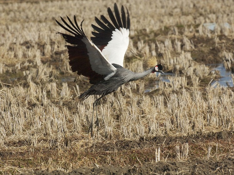 B zIWJd@@ꌧ@ 2009/02/07@Photo by Mitchao