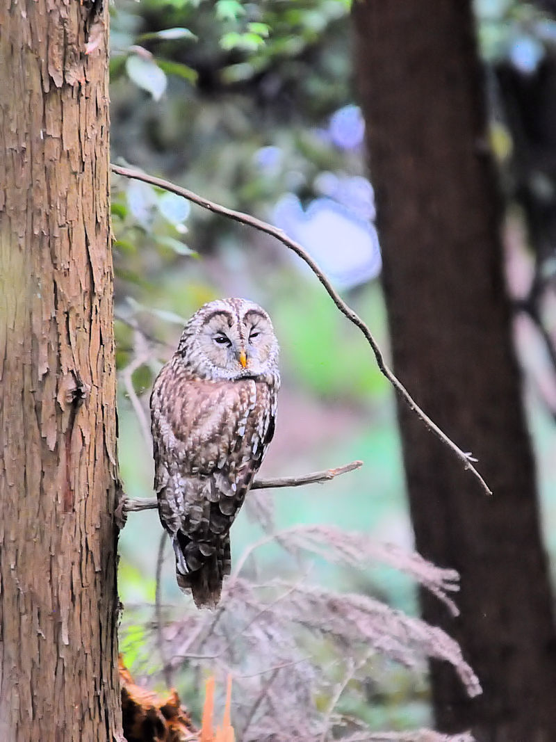 フクロウ成鳥（２態-1）　男山　八幡市 2018/04/12　Photo by Kohyuh