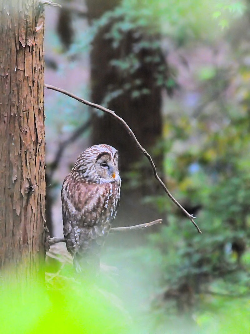 フクロウ成鳥（２態-2）　男山　八幡市 2018/04/12　Photo by Kohyuh