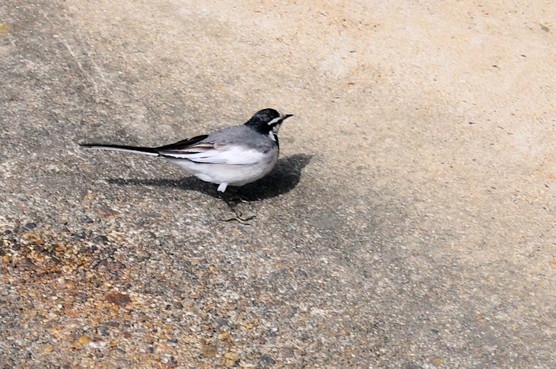 船橋川　枚方市　2021/01/26　Photo by Kohyuh