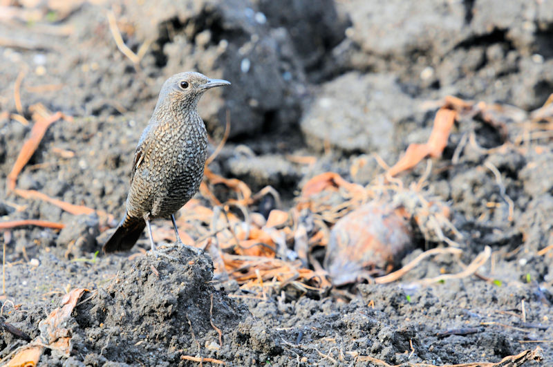 船橋川　枚方市　2021/01/26　Photo by Kohyuh