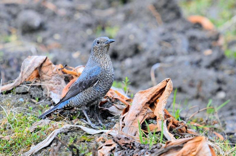 船橋川　枚方市　2021/01/26　Photo by Kohyuh