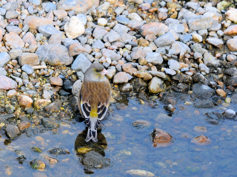 船橋川　枚方市　2021/01/26　Photo by Kohyuh