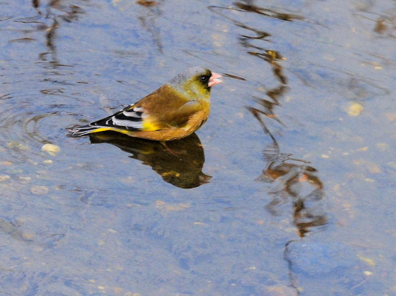 船橋川　枚方市　2021/01/26　Photo by Kohyuh