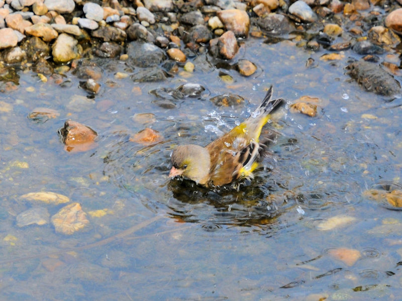 船橋川　枚方市　2021/01/26　Photo by Kohyuh