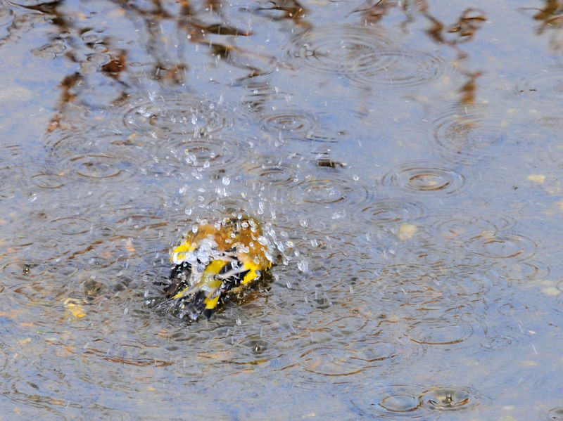 船橋川　枚方市　2021/01/26　Photo by Kohyuh