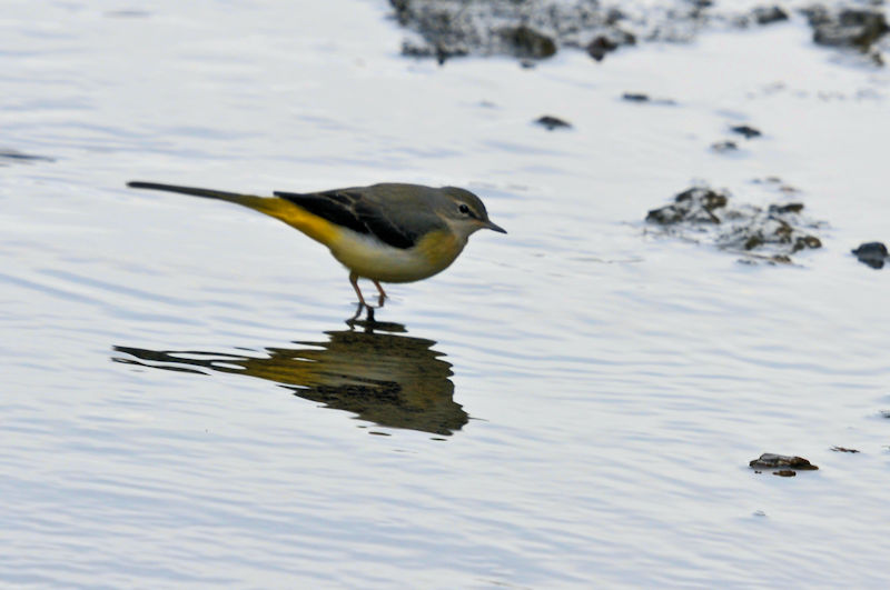 船橋川　枚方市　2021/01/26　Photo by Kohyuh