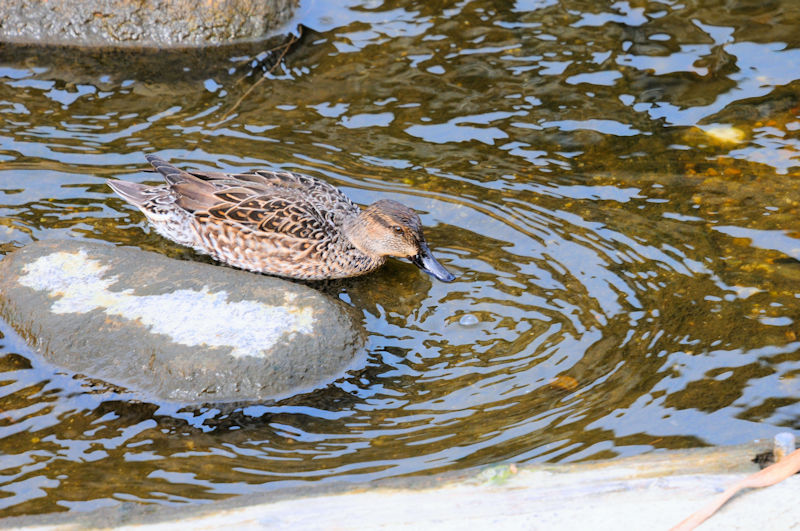 船橋川　枚方市　2021/01/26　Photo by Kohyuh