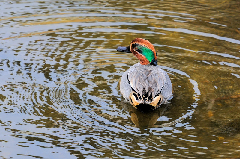 船橋川　枚方市　2021/01/26　Photo by Kohyuh