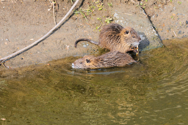 船橋川　枚方市　2021/01/26　Photo by Kohyuh