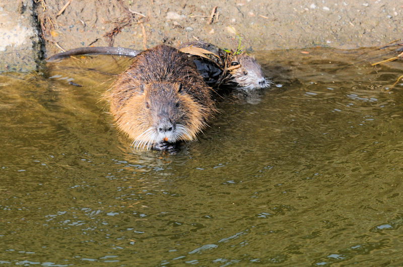 船橋川　枚方市　2021/01/26　Photo by Kohyuh