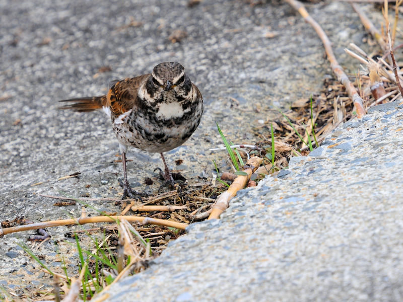 船橋川　枚方市　2021/01/26　Photo by Kohyuh