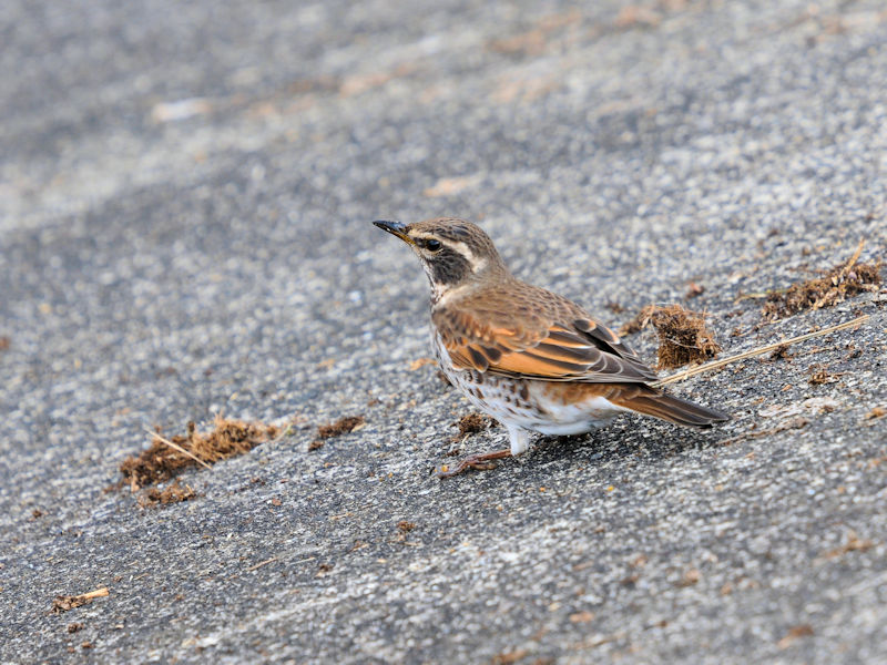 船橋川　枚方市　2021/01/26　Photo by Kohyuh