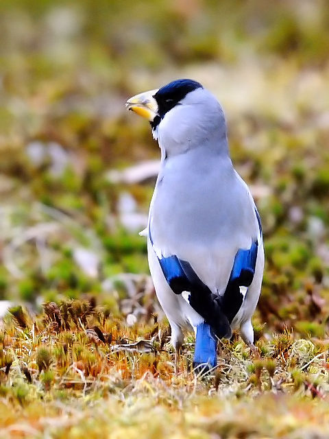 A CJ@@s{A@ss@2011/01/21@Photo by Kohyuh