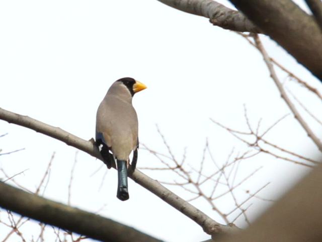 Photo-20140125@CJ@@s@k@2014/01/25@Photo by Manda