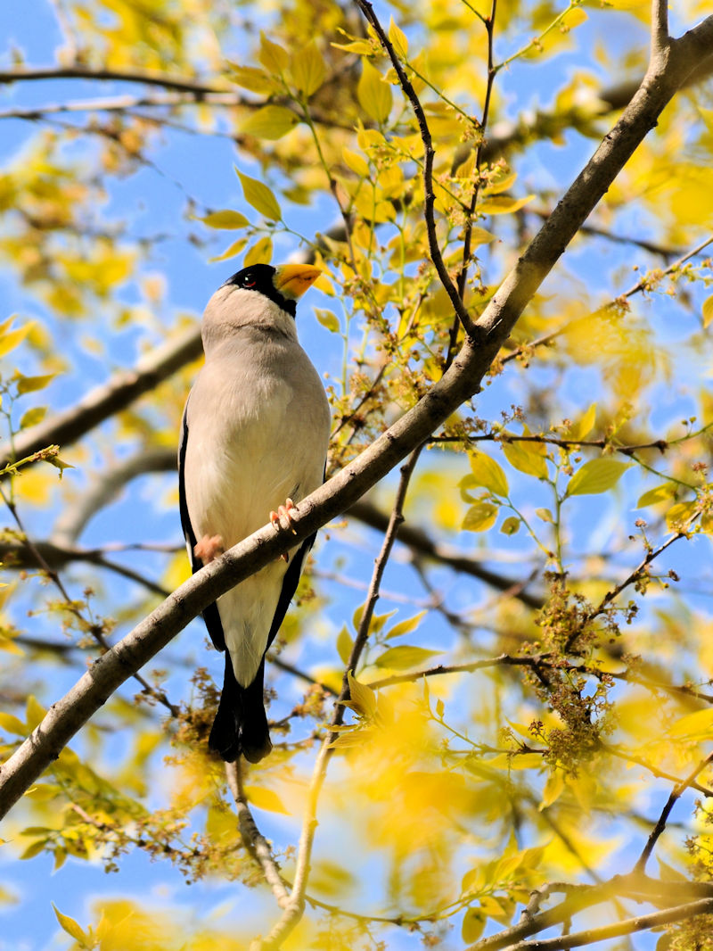  CJiQ-1j@@s@w@2019/04/20@Photo by Kohyuh