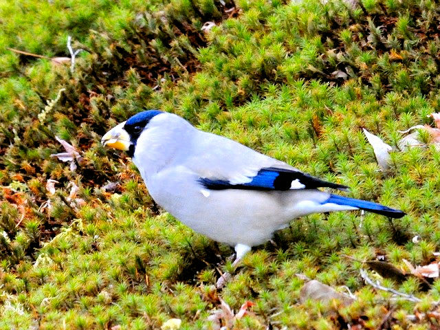 B CJ@@s{A@ss@2011/01/21@Photo by Kohyuh