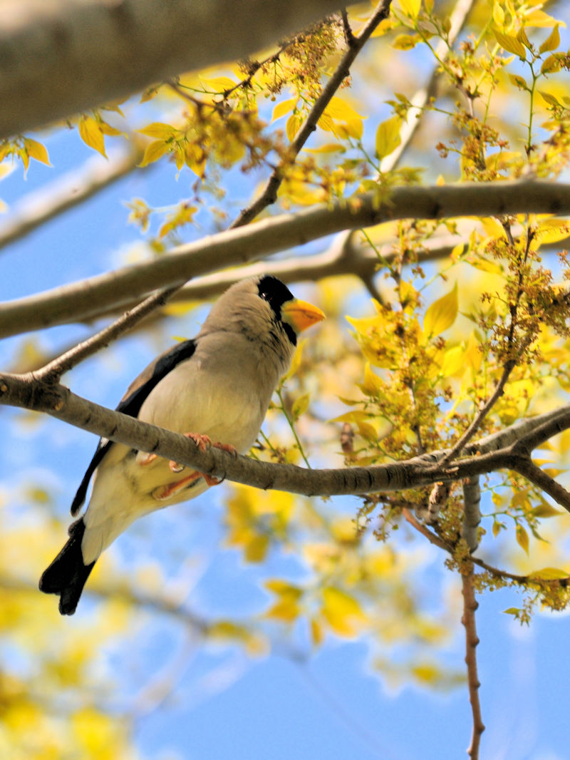  CJiQ-2j@@s@w@2019/04/20@Photo by Kohyuh