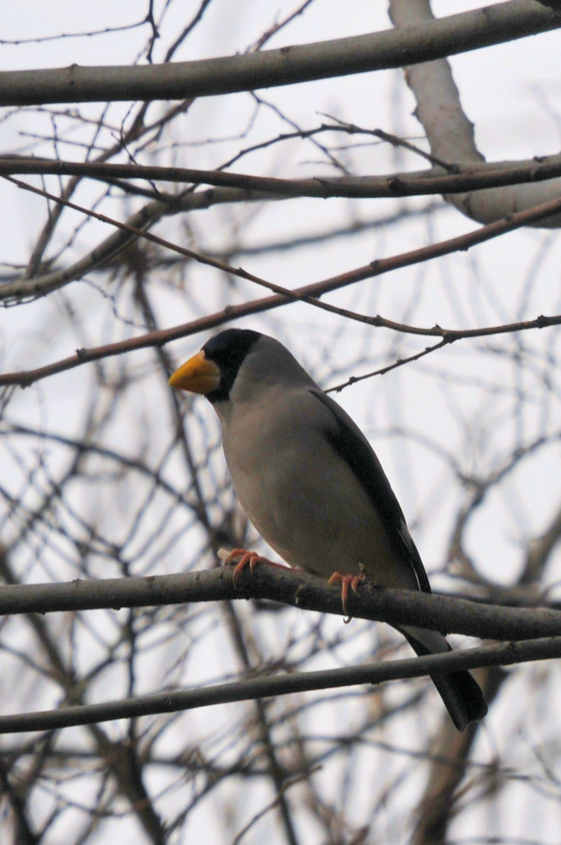 CJ @킫R^@s@2022/01/19@Photo by Kohyuh