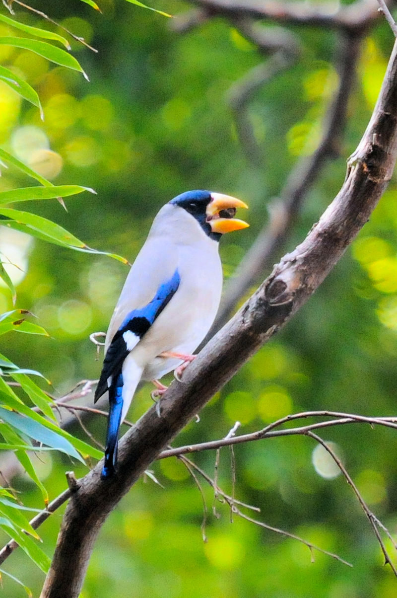 CJ@@jRR@s@2022/02/12@Photo by Kohyuh