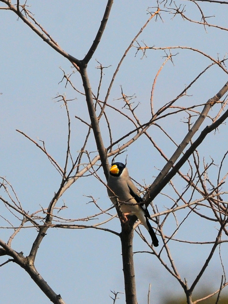 CJ@@J@s2023/03/03@Photo by Kohyuh