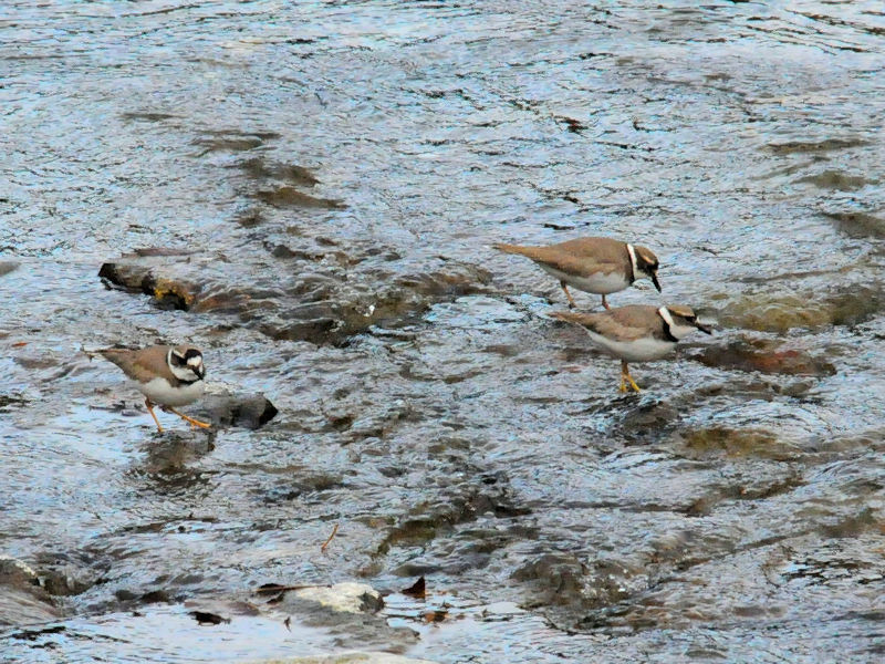 イカルチドリ 成鳥 冬羽（２態-1） 五十鈴川　伊勢神宮　三重県　2018/12/11 Photo by Kohyuh