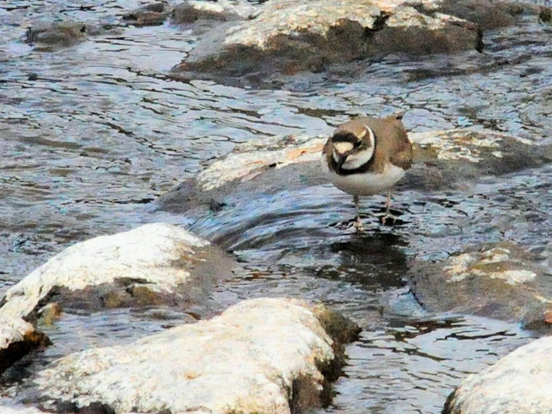 イカルチドリ 成鳥 冬羽（２態-2） 五十鈴川　伊勢神宮　三重県　2018/12/11 Photo by Kohyuh
