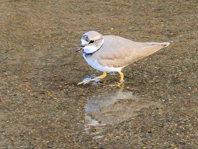 ① イカルチドリ 成鳥　冬羽　大谷川　八幡市　2011/12/21　Photo by Kohyuh