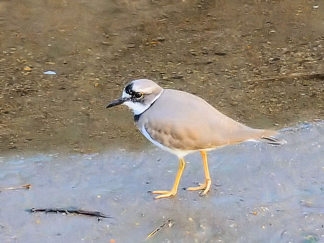 ② イカルチドリ 成鳥　冬羽　大谷川　八幡市　2011/12/21　Photo by Kohyuh