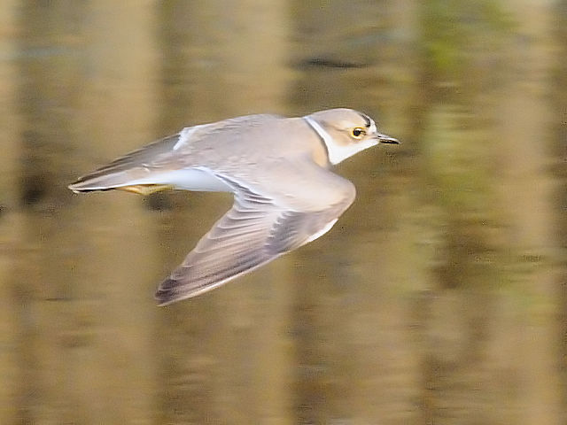 ⑤ ・・・ 淡い翼帯がみえる ・・・ イカルチドリ 成鳥　冬羽　大谷川　八幡市　2011/12/21　Photo by Kohyuh
