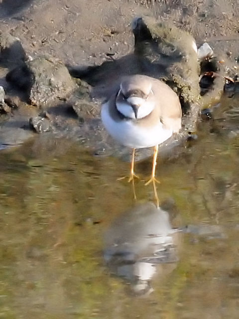 ③ イカルチドリ 成鳥　冬羽　大谷川　八幡市　2011/12/25　Photo by Kohyuh