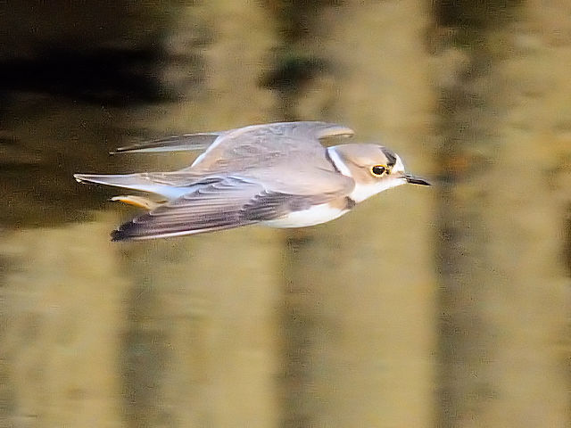 ④ イカルチドリ 成鳥　冬羽　大谷川　八幡市　2011/12/25　Photo by Kohyuh