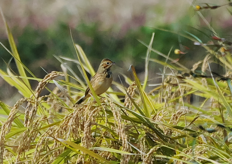 残された稲田の野鳥 （１１態-2）　内里　八幡市　2019/10/30 - 2019/11/07　Photo by Takase