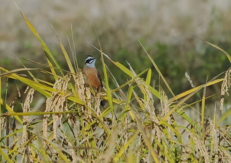 残された稲田の野鳥 （１１態-4）　内里　八幡市　2019/10/30 - 2019/11/07　Photo by Takase