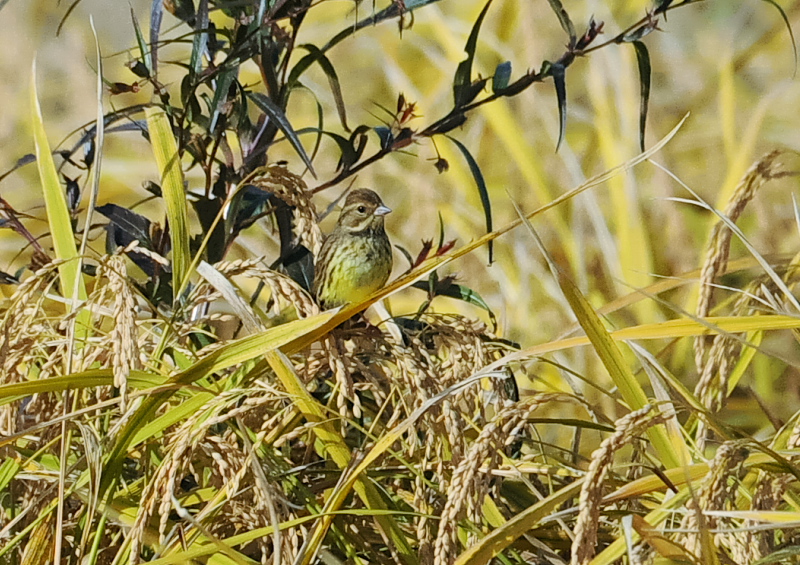 残された稲田の野鳥 （１１態-1）　内里　八幡市　2019/10/30 - 2019/11/07　Photo by Takase