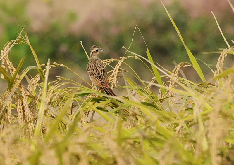 残された稲田の野鳥 （１１態-3）　内里　八幡市　2019/10/30 - 2019/11/07　Photo by Takase