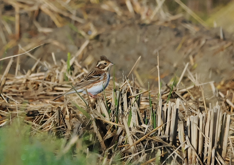 残された稲田の野鳥 （１１態-5）　内里　八幡市　2019/10/30 - 2019/11/07　Photo by Takase
