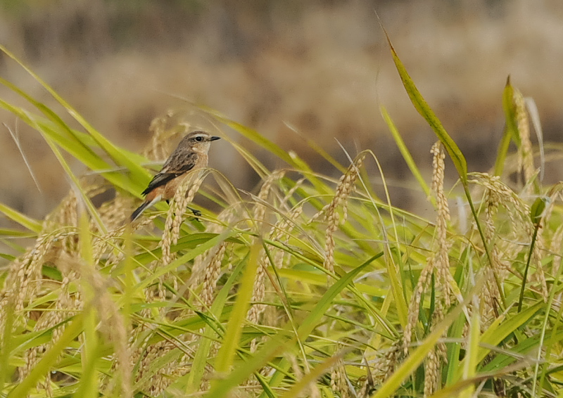 残された稲田の野鳥 （１１態-6）　内里　八幡市　2019/10/30 - 2019/11/07　Photo by Takase